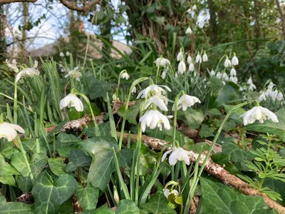a bunch of white flowers in a garden at Bossiney Cove Cottage in Tintagel