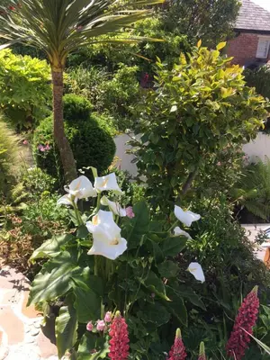 a garden with white flowers and a palm tree at Quay Courtyard, on the harbour with free parking in Charlestown