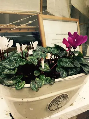 a potted plant with purple flowers in a pot at QUILLET COTTAGE, 2 GLENTOWAN ROAD in St Austell