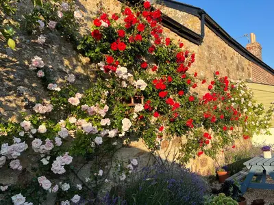 a bunch of flowers on the side of a wall at Penwyth House in Newquay