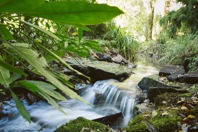 a stream in a forest with rocks and plants at Chycara House in Truro