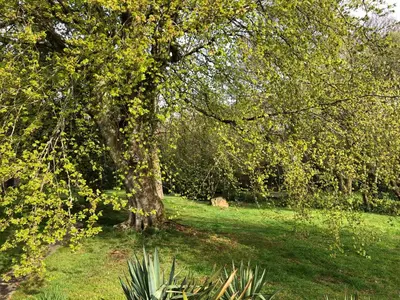 a tree in the middle of a green field at The Annexe, Tregoose House in Newquay