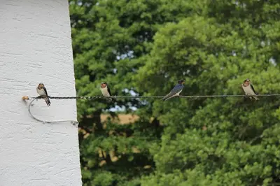three birds sitting on a wire with trees in the background at The Annexe, Tregoose House in Newquay