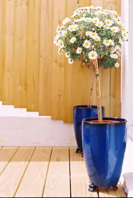 two blue vases with flowers in them on a wooden floor at Trevose Harbour House in St Ives