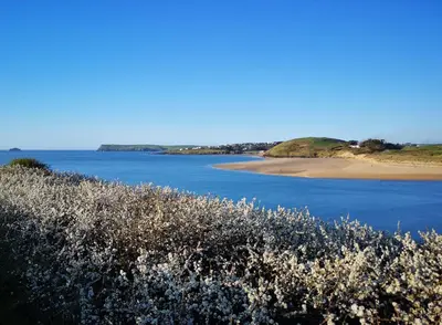 a view of a body of water with white flowers at Samphire in Padstow