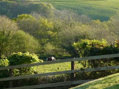 a horse grazing in a field behind a fence at Pencubitt House in Liskeard
