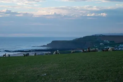 a herd of animals grazing on a hill near the ocean at Chalet 18 Widemouth Bay Holiday Village in Bude