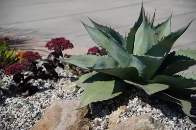 a succulentuanauanauanauanauanauanauanauanauanauanauanauana at Penquite Holiday Accommodation in Uny Lelant