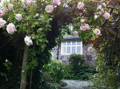 a garden with pink roses and a stone building at Penquite Holiday Accommodation in Uny Lelant