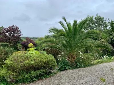 a garden with a palm tree and some bushes at Penquite Holiday Accommodation in Uny Lelant