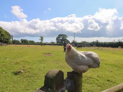a chicken standing on a fence in a field at Courtyard in Porthleven