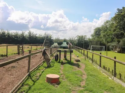 two llamas are standing in a fenced in field at Courtyard in Porthleven
