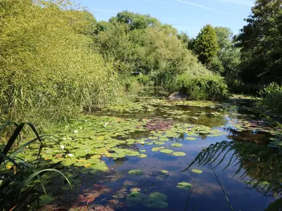 a pond with lily pads on the water at Pond Cottage in Truro