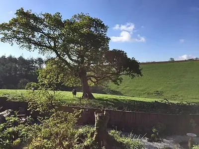 a cow standing under a tree in a field at Stocks Barn in Liskeard