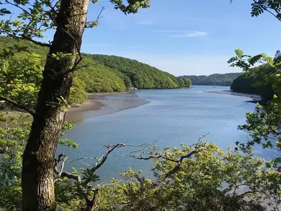 a view of a river from a tree at Jasmine Cottage in Lerryn