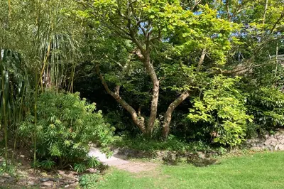 a tree in the middle of a garden at Rosevean House in St. Agnes