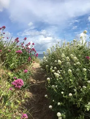 a dirt path through a field of flowers at White Willows in Praa Sands