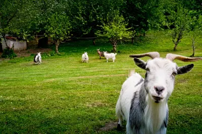 a group of goats standing in a field at Glamping 1970 American Airstream motorhome in Ponsanooth