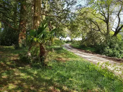 a dirt road through a forest with trees at Great Trethew Manor Hotel & Restaurant in Menheniot