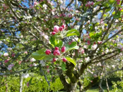 a branch of a tree with pink flowers on it at Great Trethew Manor Hotel & Restaurant in Menheniot