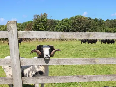 a goat with horns is looking through a fence at Sunbury Barn in St. Agnes