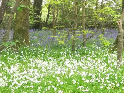 a field of bluebonnets and white flowers in the woods at Trevow in Camborne