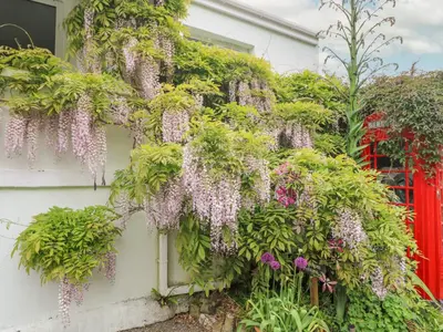 a wall with purple flowers and plants on it at Lighthouse in Penzance