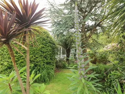 a plant with purple flowers in a garden at Lighthouse in Penzance