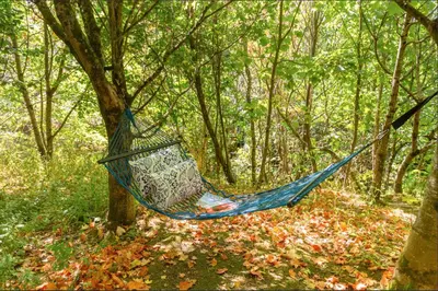 a hammock hanging from a tree in a forest at THE HYDE- secret hide away, near the beach. in Truro