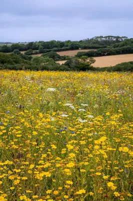 a field full of yellow flowers in a field at The Woodland Collection, 10 mins from beaches in Hayle