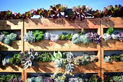 a bunch of potted plants on a wooden shelf at The Woodland Collection, 10 mins from beaches in Hayle