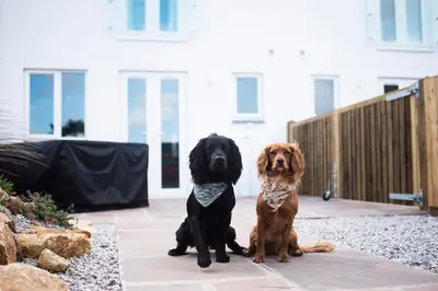 two dogs sitting next to each other on a patio at The Woodland Collection, 10 mins from beaches in Hayle