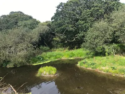 a river with a bridge in a field with trees at The Woodland Collection, 10 mins from beaches in Hayle