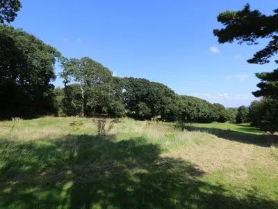a grassy field with trees in the background at Maple in Truro