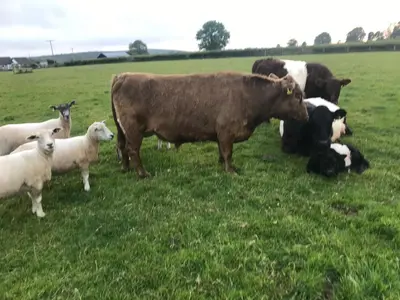 a group of cows and sheep in a field at Travellers Rest in Launceston