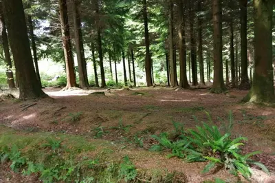 a forest with trees and plants in the ground at Stunning cosy barn in peaceful rural Cornwall in Truro
