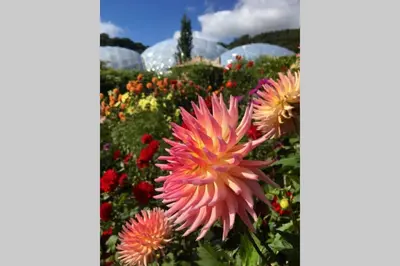 a pink flower in a garden with other flowers at Stunning cosy barn in peaceful rural Cornwall in Truro