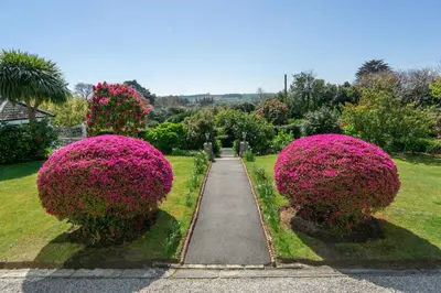 two large pink bushes in a garden with a walkway at Ivy House Cornwall B&B in St Austell