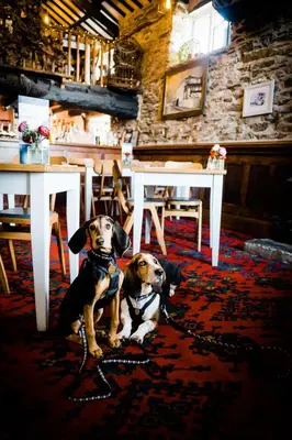 two dogs sitting in a room with tables and chairs at Driftwood Spars in St. Agnes