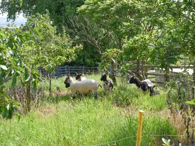 a group of sheep standing in a field at Haywain - Uk12084 in Saint Endellion
