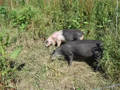 two pigs laying in the grass in a field at Haywain - Uk12084 in Saint Endellion