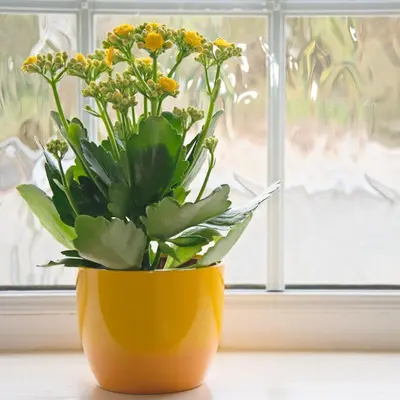 a yellow vase with flowers sitting on a window sill at Down Ende House Accommodation in Looe