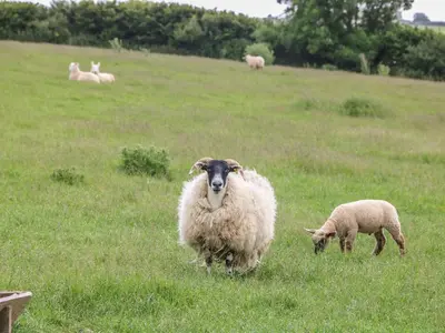a couple of sheep grazing in a grassy field at Beech Cottage in Truro