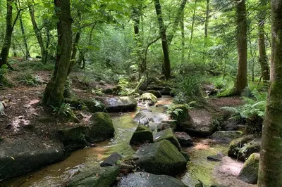 a stream in a forest with rocks and trees at Cart Shed Cottage in Truro