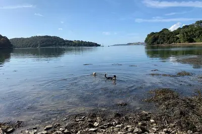 two ducks swimming in a body of water at Cart Shed Cottage in Truro