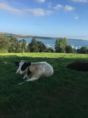 a cow laying in the grass in a field at The Thatched Cottage in Truro
