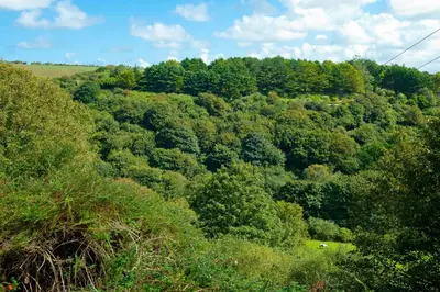 an overhead view of a forest with trees and a field at Hillside Studio in Penzance