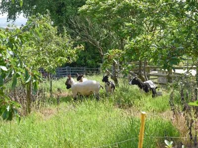 a group of goats standing in a field of grass at The Owl's Roost - Uk12087 in Saint Endellion