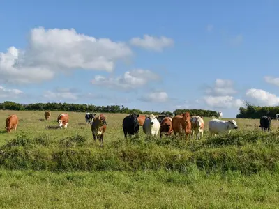 a herd of cows grazing in a field of grass at Stable Cottage - Uk12088 in Saint Endellion