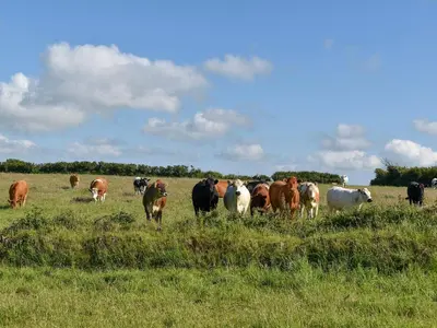a herd of cows grazing in a field of grass at Stable Cottage - Uk12088 in Saint Endellion